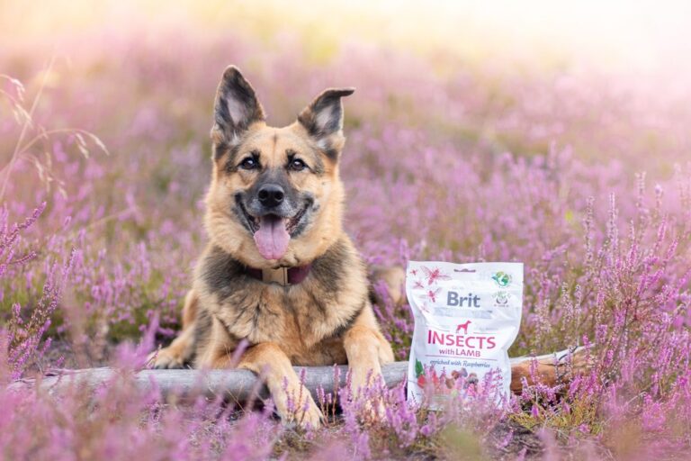 Czym karmić psa z wrażliwym przewodem pokarmowym?