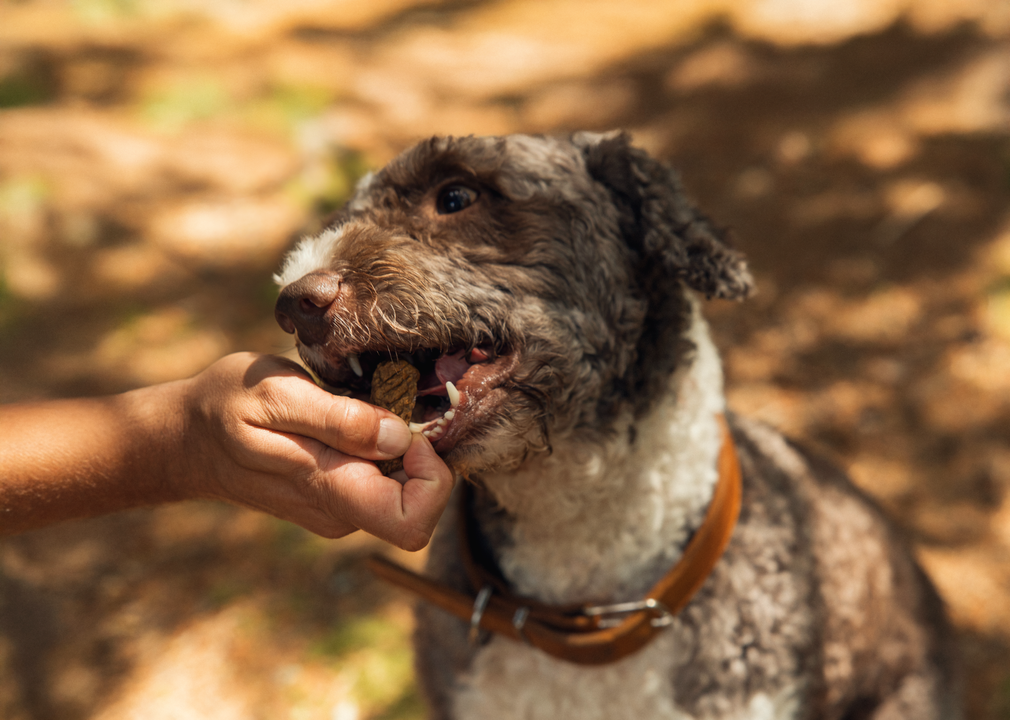 Jakie są zalety stosowania suchej karmy w codziennej diecie psa?