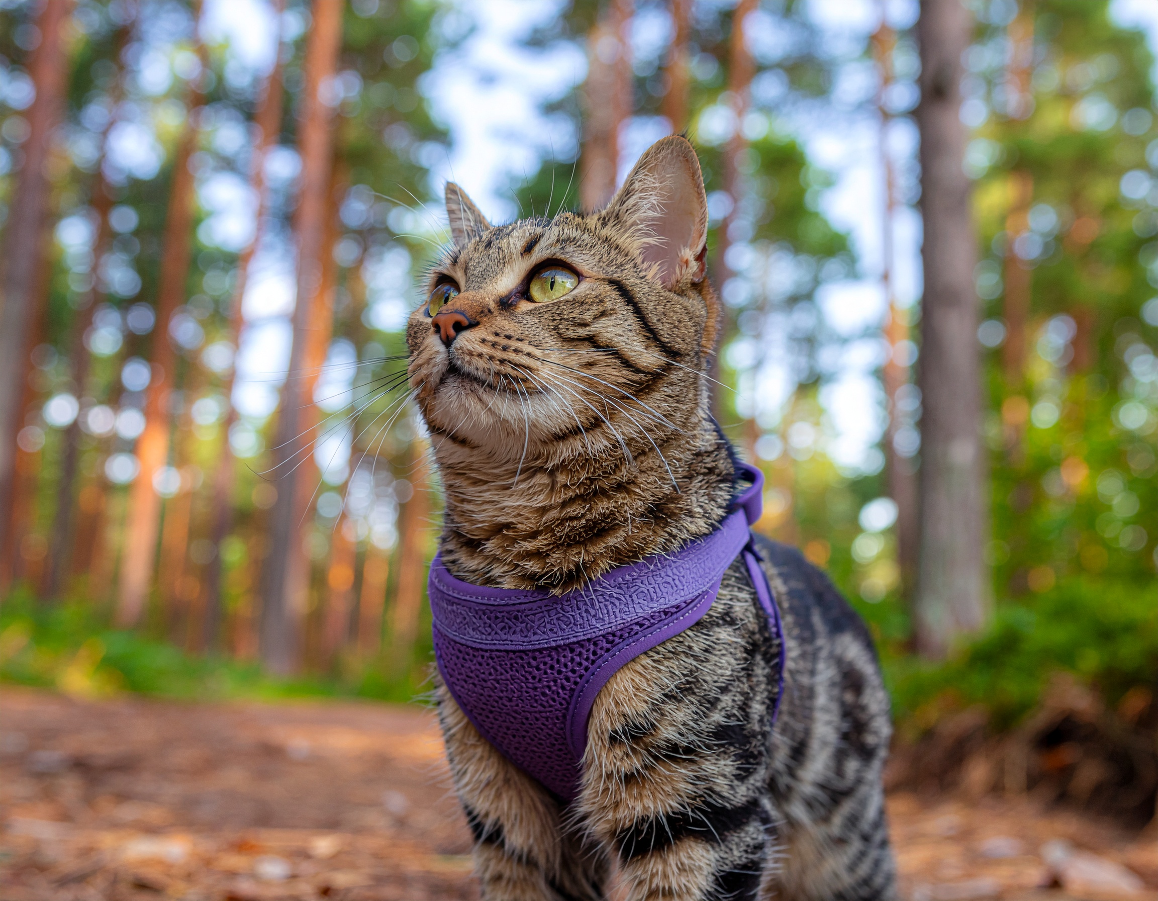 Czy saszetki dla kota mogą być podstawą codziennej diety?